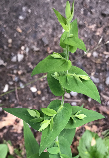 image of Symphyotrichum undulatum, Wavyleaf Aster