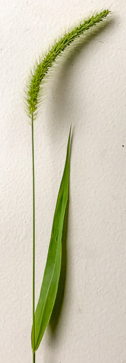 image of Setaria pumila, Yellow Foxtail