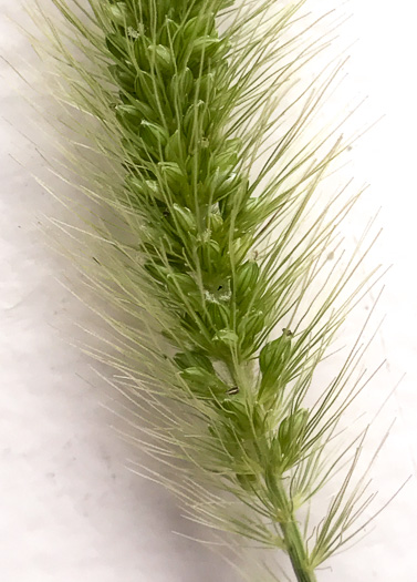 image of Setaria pumila, Yellow Foxtail