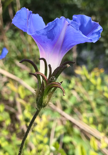 image of Ipomoea hederacea, Ivyleaf Morning Glory