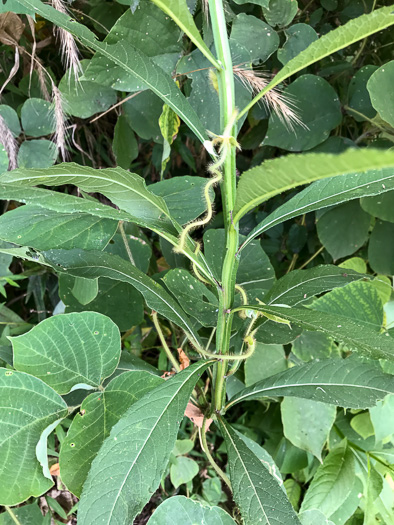 image of Verbesina alternifolia, Common Wingstem