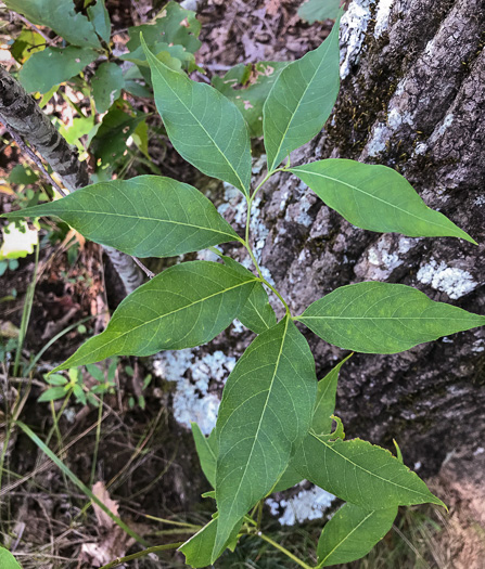 image of Amsonia tabernaemontana, Eastern Bluestar, Blue Dogbane, Wideleaf Bluestar