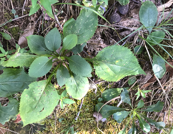 image of Solidago vaseyi, Vasey's Goldenrod, Atlantic Goldenrod