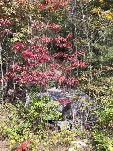 image of Oxydendrum arboreum, Sourwood, Sorrel-tree