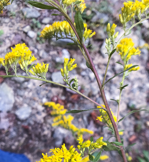 image of Solidago nemoralis var. nemoralis, Eastern Gray Goldenrod