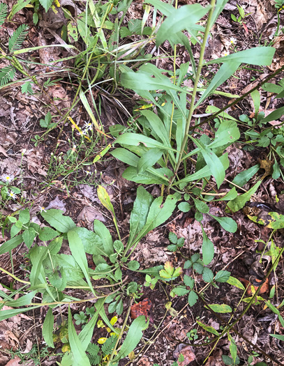 image of Solidago nemoralis var. nemoralis, Eastern Gray Goldenrod