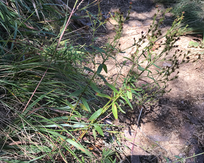 image of Hypericum virgatum, Strict St. Johnswort, Sharpleaf St. Johnswort