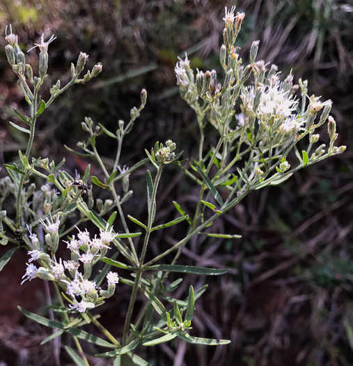 image of Eupatorium torreyanum, Torrey's Thoroughwort, Torrey's Eupatorium