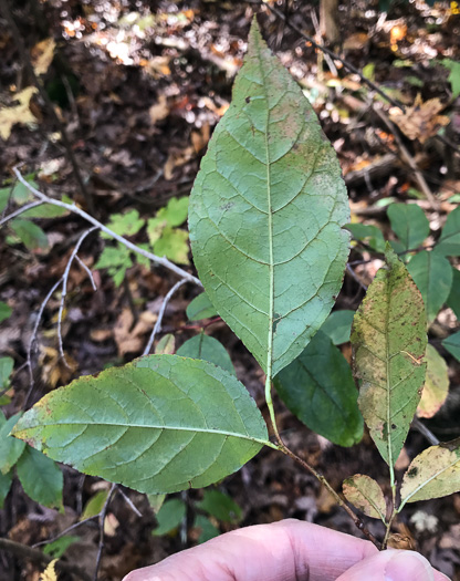 image of Eubotrys recurvus, Mountain Sweetbells, Mountain Fetterbush, Deciduous Fetterbush