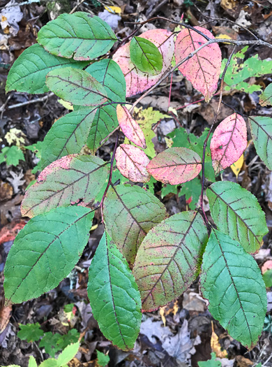 image of Eubotrys recurvus, Mountain Sweetbells, Mountain Fetterbush, Deciduous Fetterbush