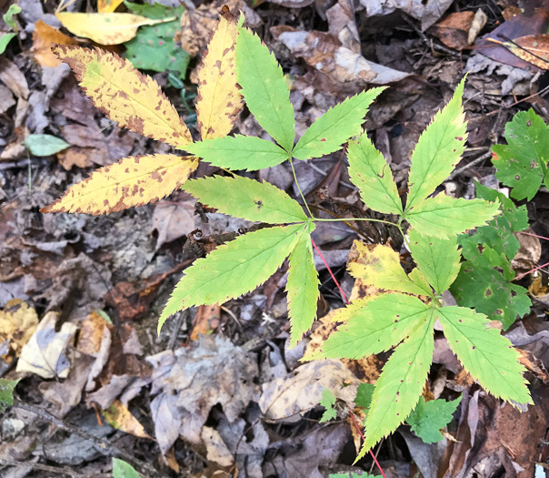 image of Gillenia trifoliata, Bowman's Root, Mountain Indian Physic, Fawn's Breath