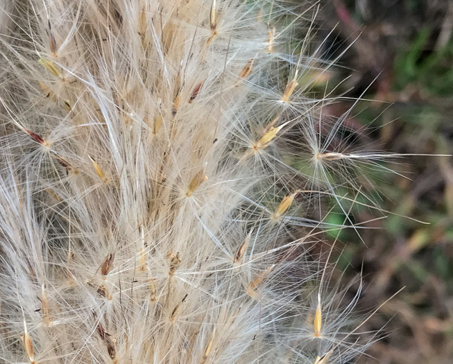 image of Erianthus giganteus, Sugarcane Plumegrass, Giant Plumegrass