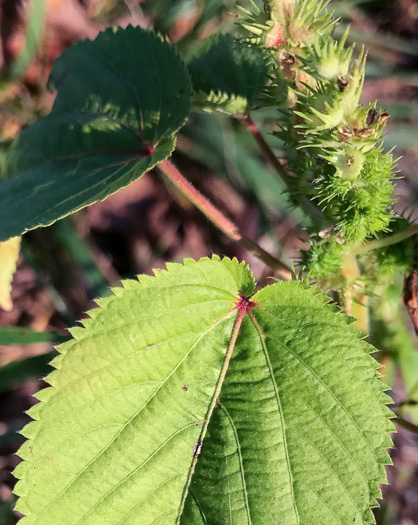 image of Acalypha ostryifolia, Pineland Threeseed Mercury, Hophornbeam Copperleaf, Roughpod Copperleaf