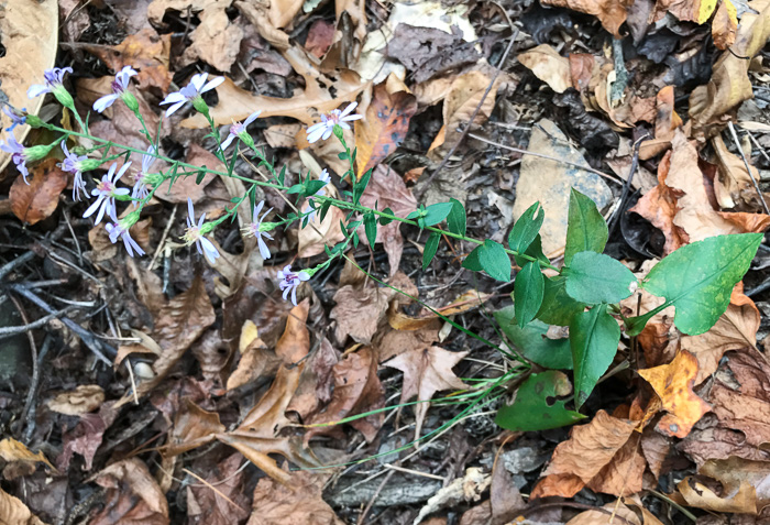 image of Symphyotrichum undulatum, Wavyleaf Aster