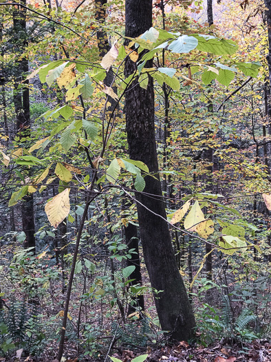 image of Asimina triloba, Common Pawpaw, Indian-banana