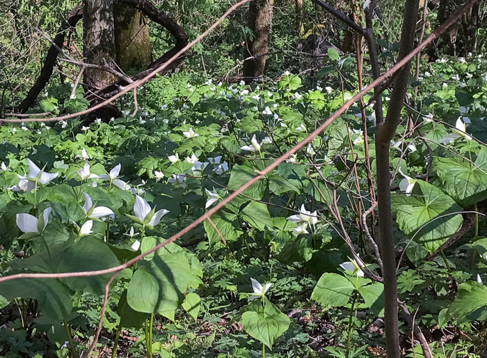 image of Trillium simile, Sweet White Trillium, Confusing Trillium, Jeweled Trillium