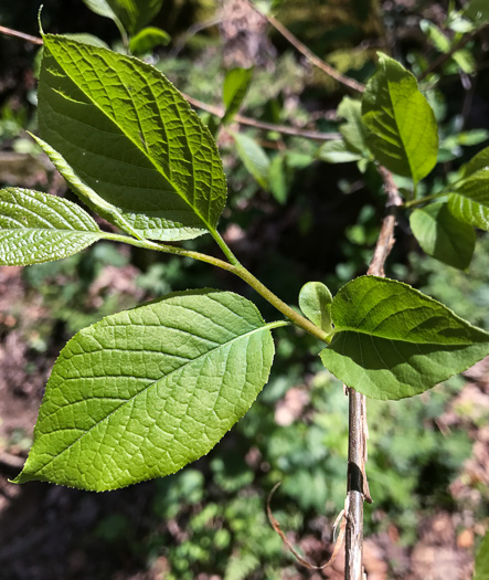 image of Prunus mahaleb, Mahaleb Cherry, Perfumed Cherry, St. Lucie Cherry, Rock Cherry