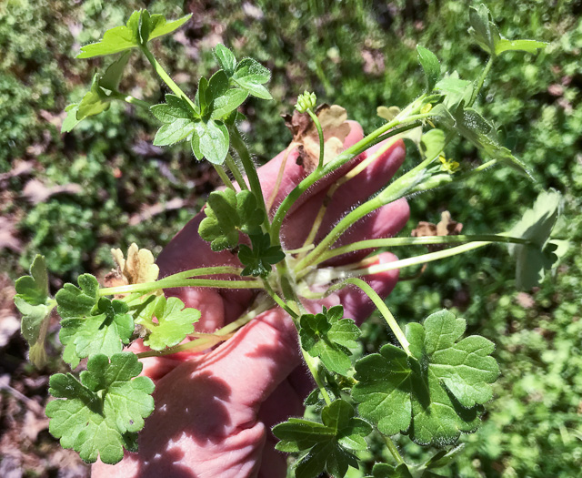 image of Ranunculus parviflorus, Small-flowered Buttercup, Stickseed Crowfoot