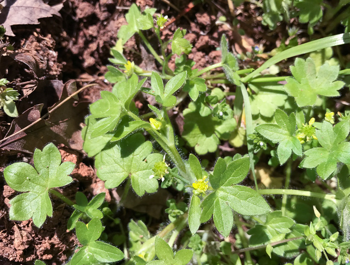 image of Ranunculus parviflorus, Small-flowered Buttercup, Stickseed Crowfoot