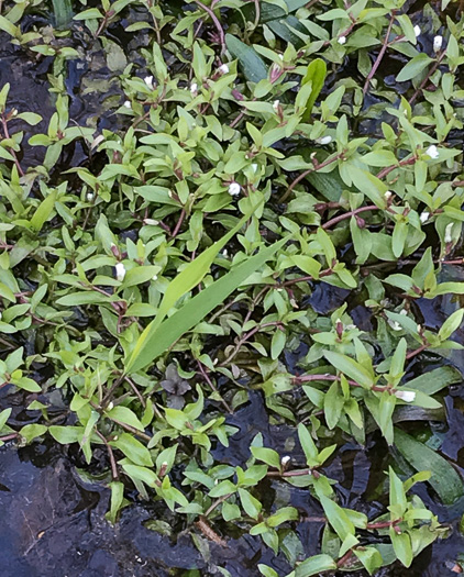 image of Gratiola virginiana, Roundfruit Hedge-hyssop, Virginia Hedge-hyssop