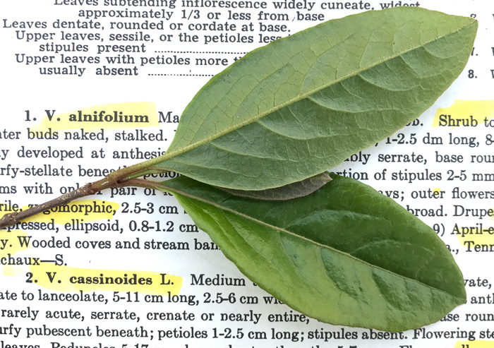 image of Viburnum nudum, Southern Wild Raisin, Possumhaw, Swamp Viburnum, Swamp-haw