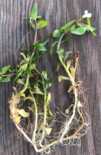 image of Gratiola virginiana, Roundfruit Hedge-hyssop, Virginia Hedge-hyssop