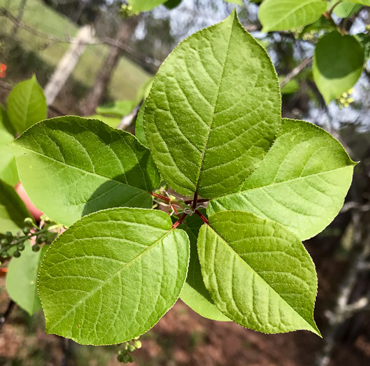 image of Prunus virginiana var. virginiana, Choke Cherry, Common Chokecherry