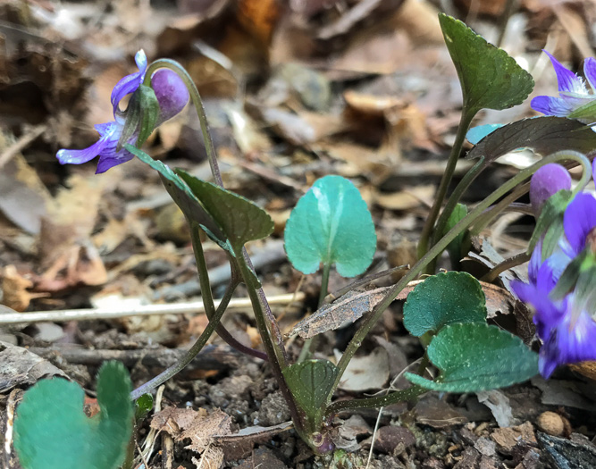 image of Viola sagittata, Arrowleaf Violet, Arrowhead Violet