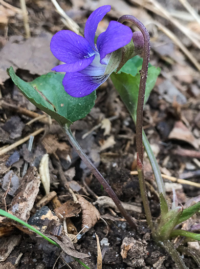 image of Viola sagittata, Arrowleaf Violet, Arrowhead Violet