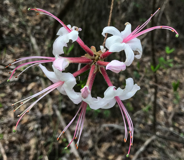 image of Rhododendron periclymenoides, Pinxterflower, Pinxterbloom Azalea, Election Pink, Pinxter Azalea