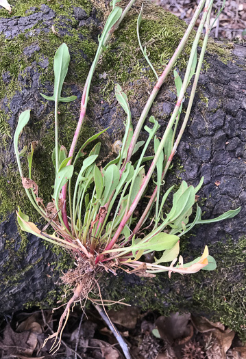 image of Acetosa hastatula, Wild Dock, Heartwing Dock, Sourgrass, Heartwing Sorrel