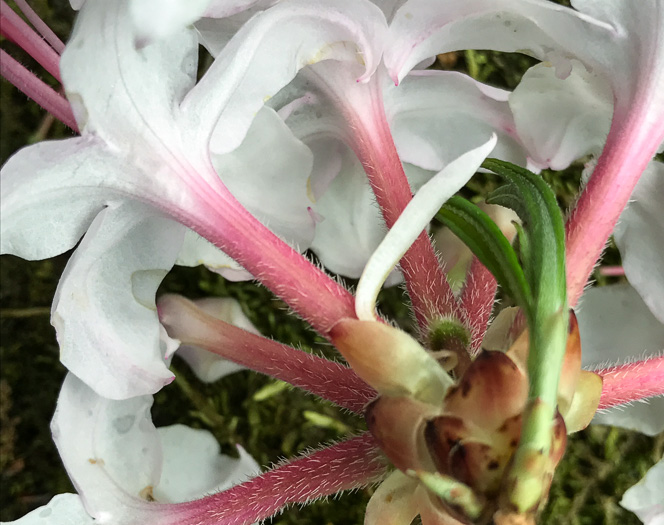 image of Rhododendron periclymenoides, Pinxterflower, Pinxterbloom Azalea, Election Pink, Pinxter Azalea