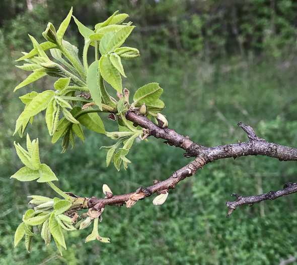 image of Carya illinoinensis, Pecan