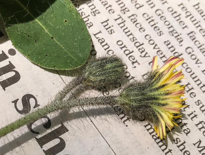 image of Pilosella officinarum, Mouse-ear Hawkweed