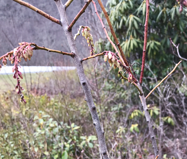 image of Eubotrys recurvus, Mountain Sweetbells, Mountain Fetterbush, Deciduous Fetterbush