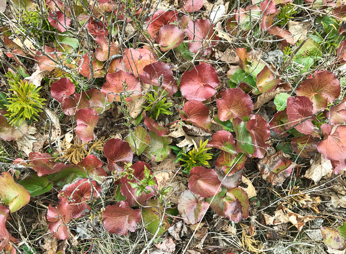 image of Galax urceolata, Galax, Beetleweed