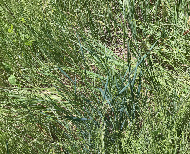 image of Poa compressa, Canada Bluegrass, Flat-stemmed Bluegrass