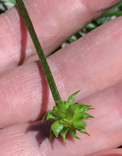 image of Ranunculus hispidus, Hispid Buttercup, Hairy Buttercup