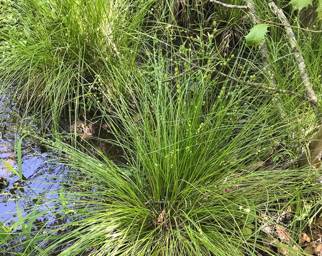 image of Carex atlantica, Prickly Bog Sedge