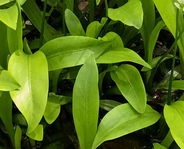 image of Sagittaria fasciculata, Bunched Arrowhead