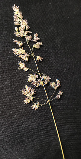 image of Poa pratensis ssp. pratensis, Kentucky Bluegrass, Junegrass, Speargrass