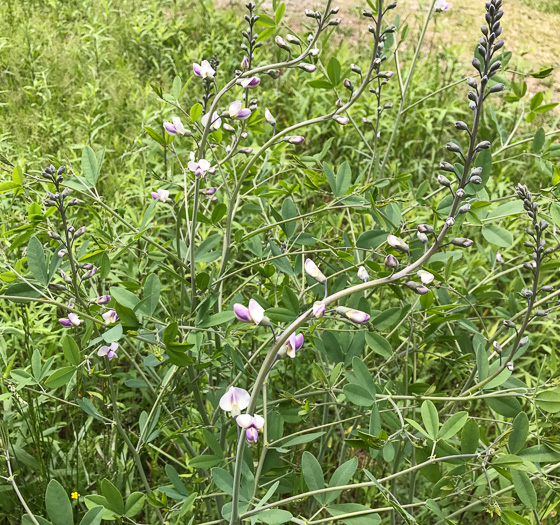 image of Baptisia australis, Tall Blue Wild Indigo, Streamside Blue Indigo, Tall Blue Baptisia