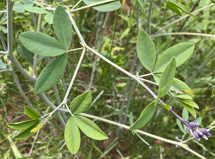 image of Baptisia australis, Tall Blue Wild Indigo, Streamside Blue Indigo, Tall Blue Baptisia