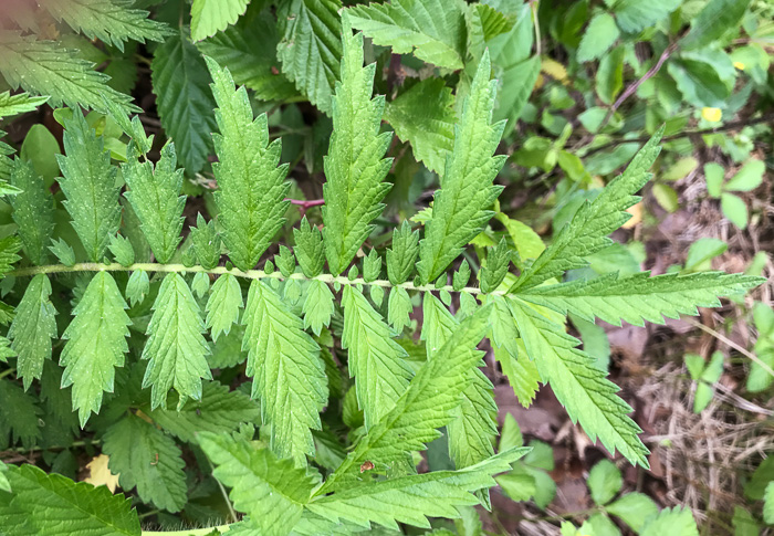 image of Agrimonia parviflora, Southern Agrimony, Small-flowered Agrimony, Harvestlice