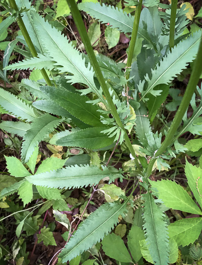 image of Packera anonyma, Small's Ragwort, Squaw-weed, Appalachian Ragwort