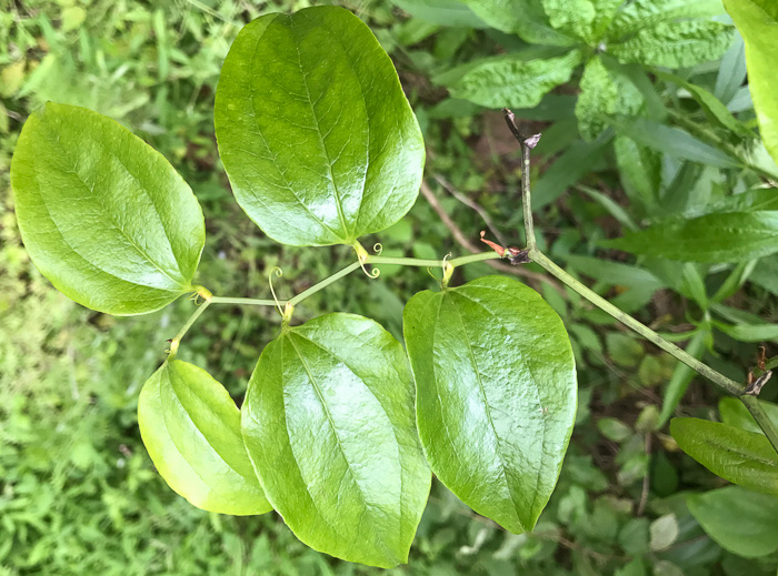 image of Smilax rotundifolia, Common Greenbrier, Common Catbrier, Bullbrier, Horsebrier