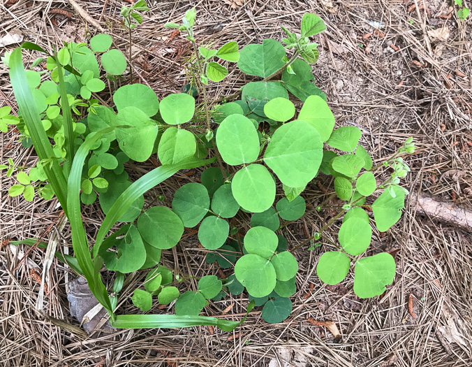 image of Desmodium rotundifolium, Roundleaf Tick-trefoil, Dollarleaf, Prostrate Tick-trefoil, Sessileleaf Tick-trefoil