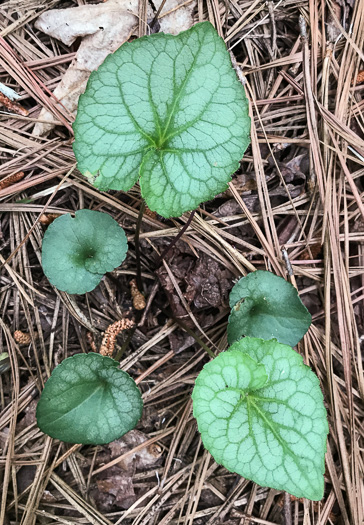 image of Viola hirsutula, Southern Woodland Violet, Silvery Purple-leaf Violet, Southern Wood Violet