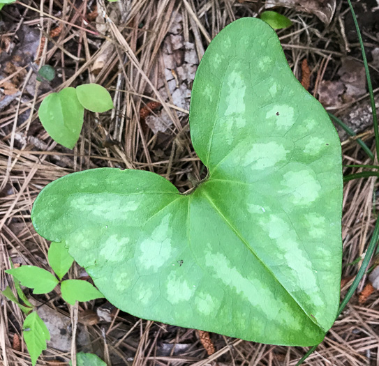 image of Hexastylis arifolia, Little Brown Jug, Arrowhead Heartleaf, Arrowleaf Heartleaf, Pigs