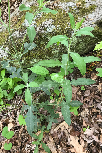 image of Aureolaria virginica, Downy False Foxglove, Downy Oak-leach, Virginia Oak-leach, Downy Yellow False Foxglove